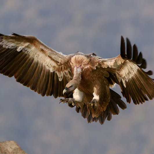 手机轰在线轰炸免费